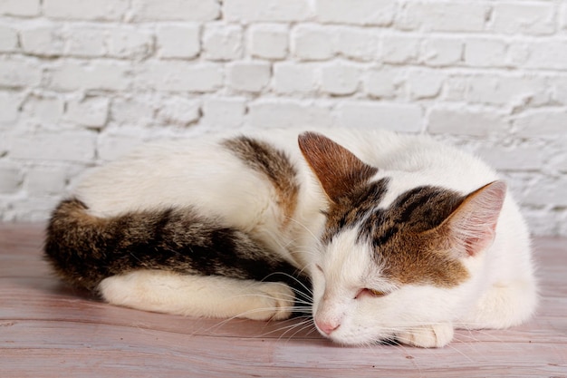 beautiful white cat lies with toys closeup on a brick wall background