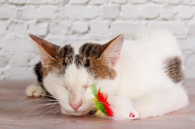 Beautiful white cat lies with toys closeup