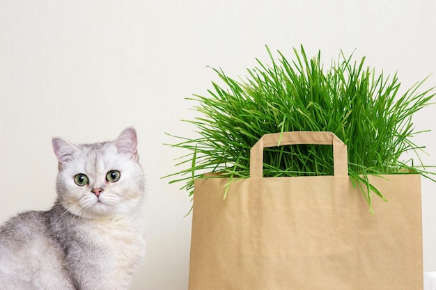 Beautiful white cat sitting next to green grass in a paper\
bag