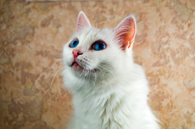 파란 눈을 가진 아름다운 흰 고양이가 무언가를 자세히 지켜보고 있습니다.