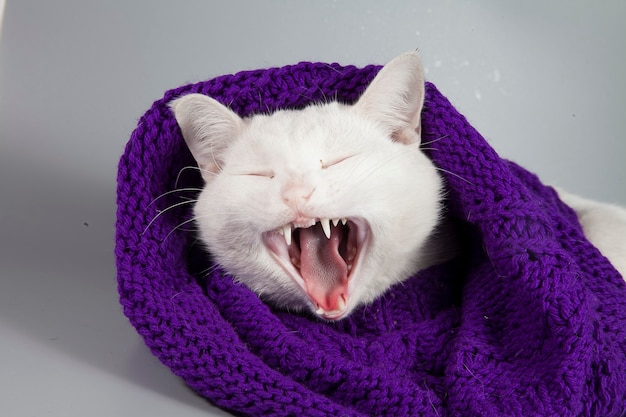 Beautiful white cat wrapped in a knitted scarf