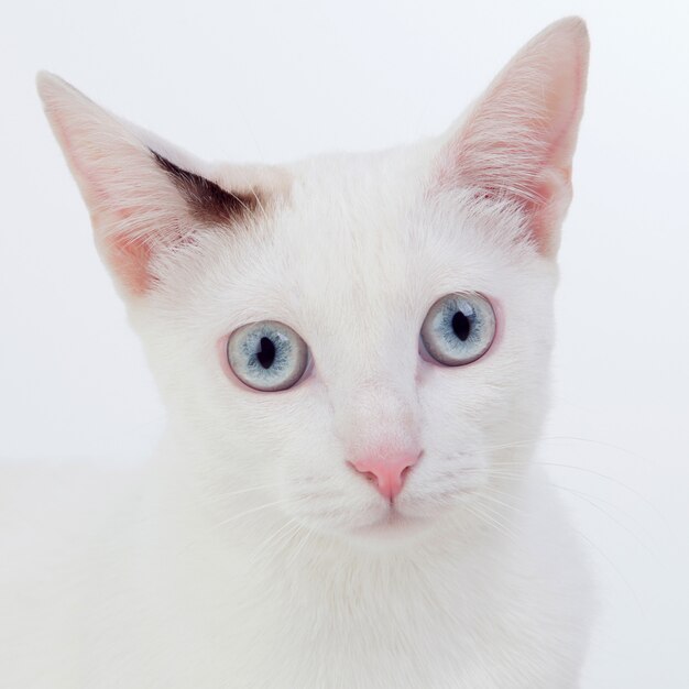 Beautiful white cat