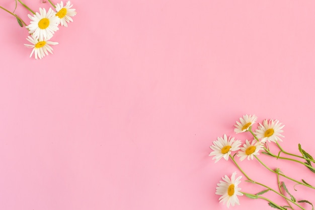 Foto una bella camomilla bianca, fiori a margherita su sfondo rosa pallido. vacanze, matrimoni, compleanni, concetto di anniversario. spazio di copia piatto, vista dall'alto. concetto minimo