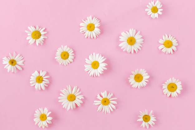 Foto una bella camomilla bianca, fiori a margherita su sfondo rosa pallido. vacanze, matrimoni, compleanni, concetto di anniversario. spazio di copia piatto, vista dall'alto. concetto minimo