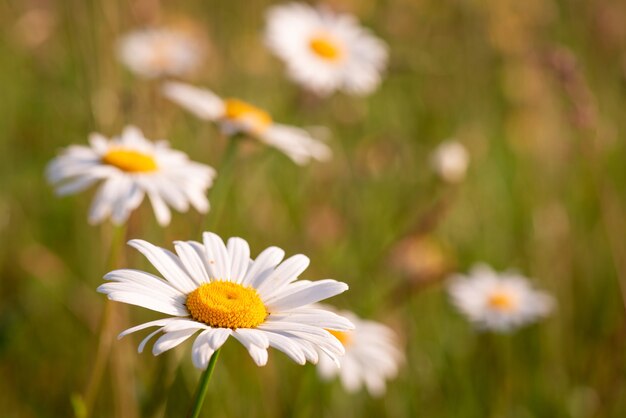 Beautiful white chamomile flowers on the meadow under bright sunlight. Herbal, summer concept.