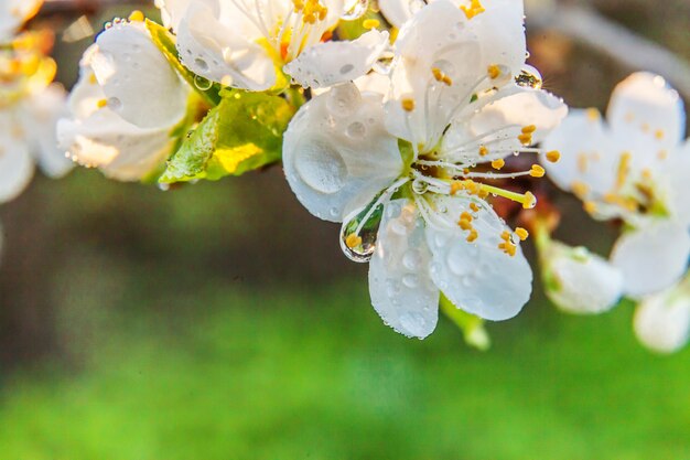 美しい白い桜桜の花