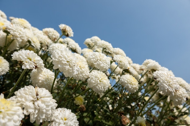 台湾苗栗県銅鑼郷にある美しい白い菊畑