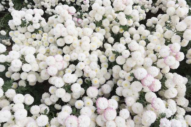 아름 다운 흰 국화 꽃