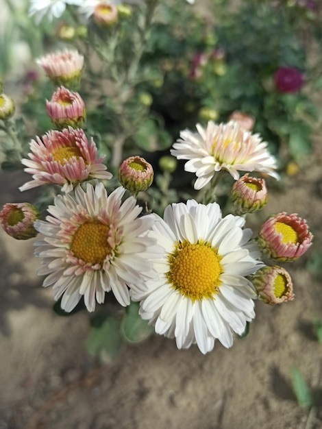 a beautiful white chrysanthemum grows in the garden and the beautiful flower