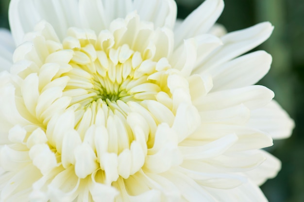 Beautiful white chrysanthemumr in garden