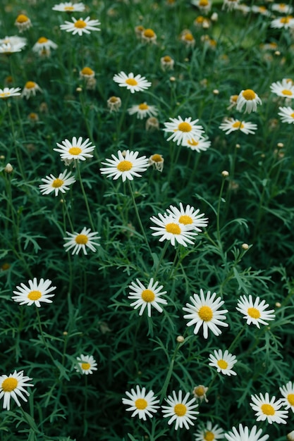 Foto bellissimi crisantemi bianchi che fioriscono nel giardino