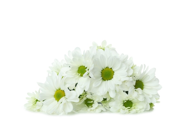 白い背景で隔離の美しい白い菊。