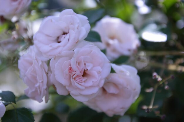 Beautiful white colour garden rose Fantasy nature dreamy landscape Large bush of white roses on a background of nature Closeup