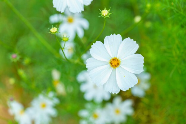 Beautiful white Cosmos flower in the garden