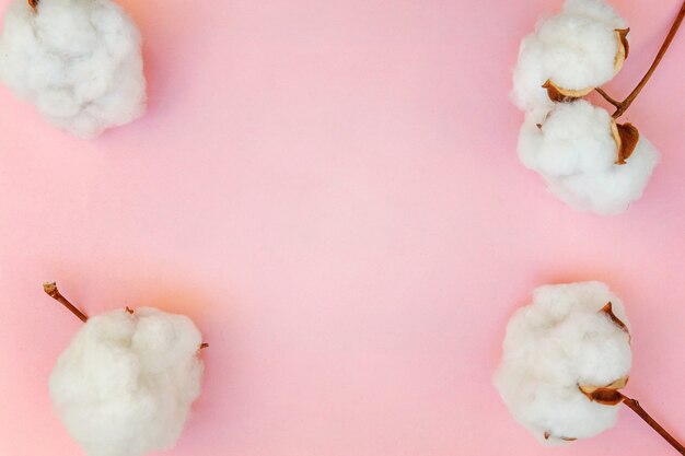 Beautiful white cotton flowers on pink pastel table