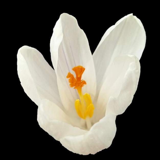 아름 다운 흰색 Crocus 꽃 검은 배경