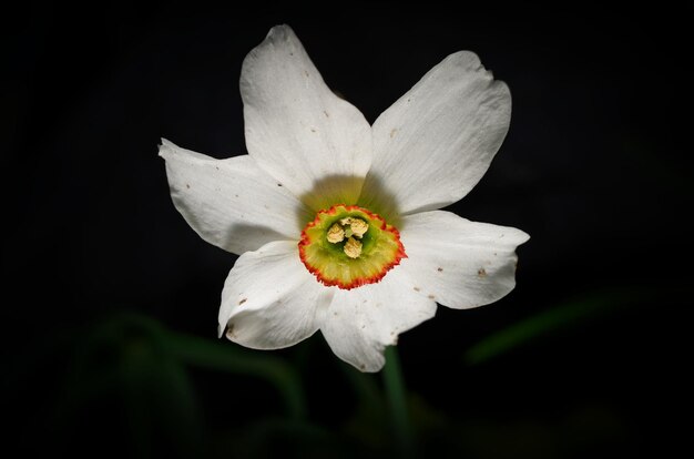 Beautiful white daffodil with black background