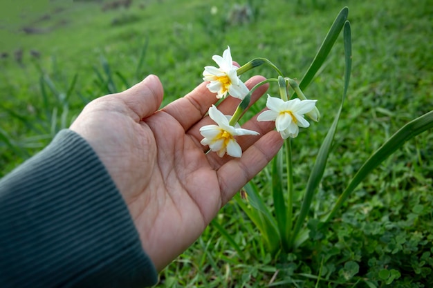 Beautiful white daffodils in a field. Karaburun,Izmir/Turkey. (Narcissus)