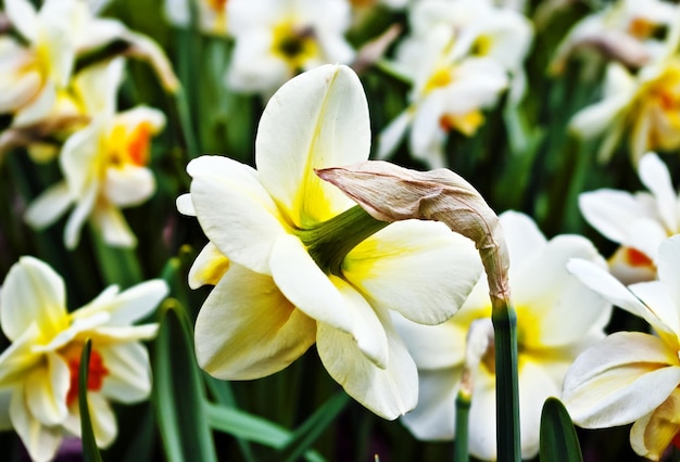 Bellissimo campo di narcisi bianchi in primavera