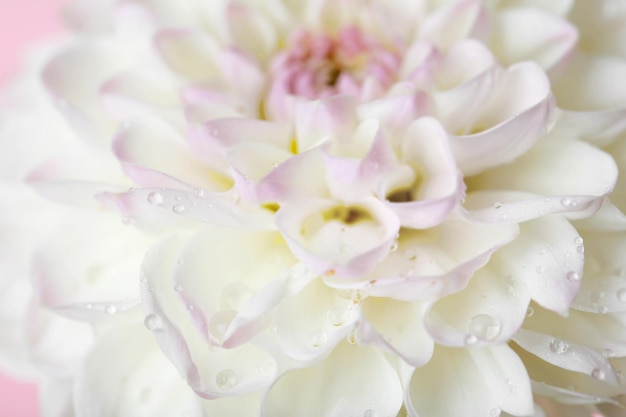 Primo piano del fiore della dalia bianca bella