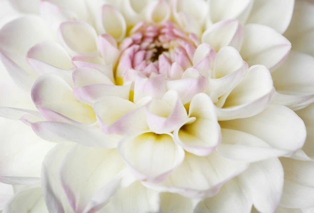 Beautiful white dahlia flower closeup