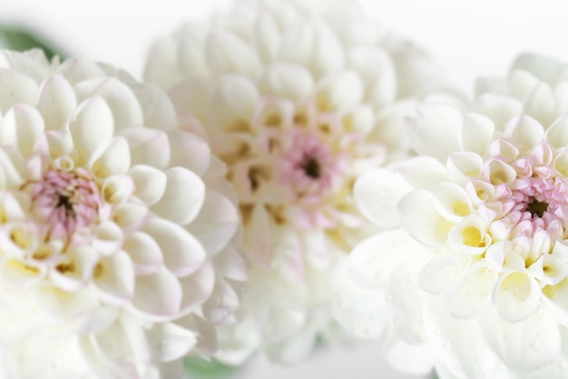 Beautiful white dahlia flowers closeup