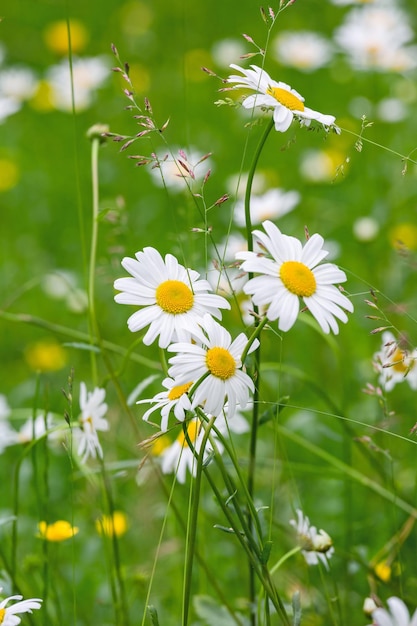 Beautiful white daisy closeup