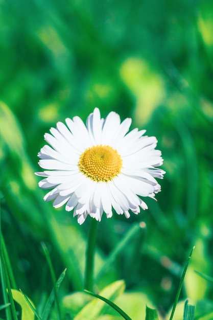 Beautiful white daisy flower on a green garden