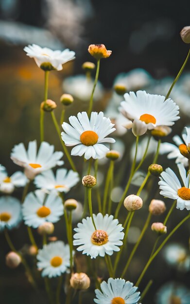 Foto bellissimi fiori di margherita bianca generati da ai