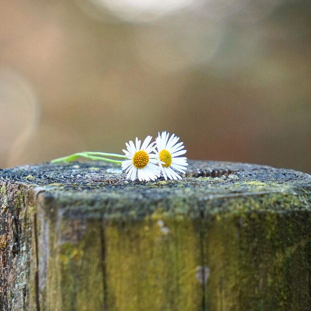 Photo the beautiful white daisy in the garden in the nature