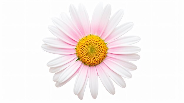 Beautiful white Daisy Marguerite