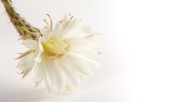 白い背景で隔離の美しい白い繊細なサボテンの花はコピースペースを閉じます