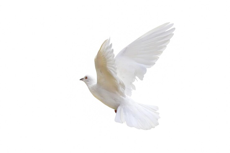 Beautiful of White dove isolated on a white background