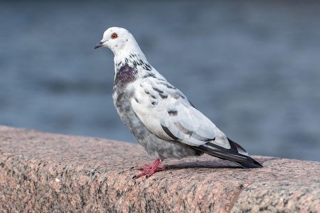 Beautiful white dove sitting in Neva Embankment