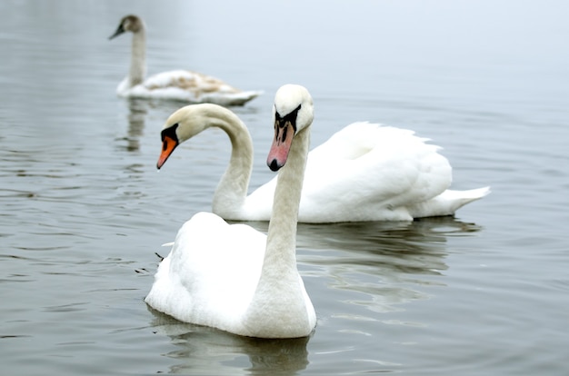 Beautiful white elegant swans bird on a foggy winter river