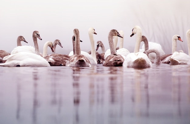 Красивые белые элегантные лебеди птицы на туманной зимней реке