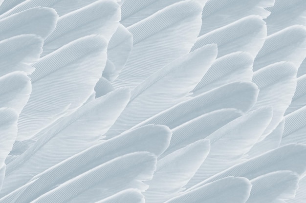 Photo beautiful white feather pattern texture background