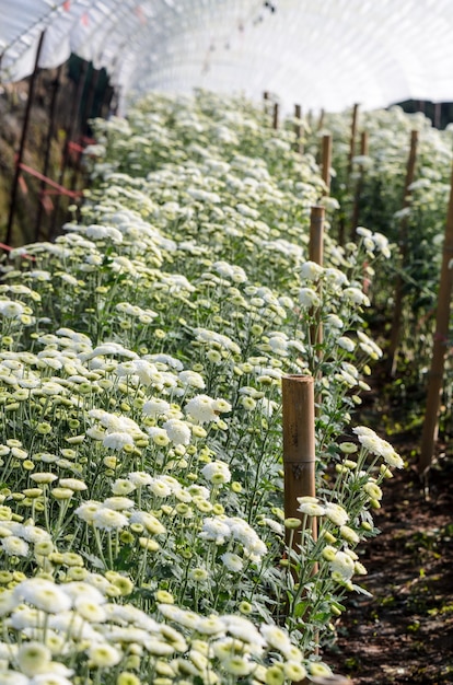 Красивые белые цветочные хризантемы Morifolium на полевых плантациях, Цветочный сад, фермерский бизнес в теплице на горе Дои Интханон, Чиангмай, Сельское хозяйство в Таиланде