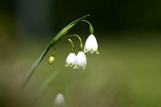 Beautiful white flower blooms in the garden