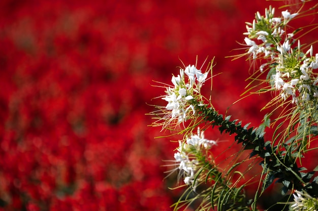 写真 庭の赤いサルビアの花に美しい白い花や猫のひげの花が咲いています