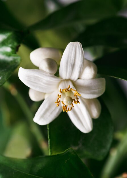 Foto bellissimo fiore bianco di pomelo, frutto di agrumi, sul ramo dell'albero con foglie verdi