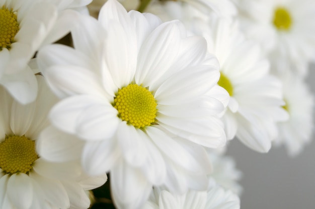 Beautiful white flowering chrysanthemums close up