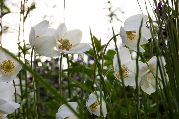 Beautiful white flowering plant anemone sylvestris nature