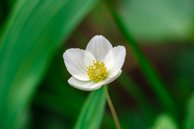 春の庭の緑の植物に対して美しい白い花。