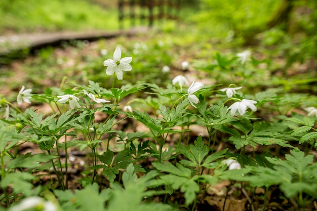 Beautiful white flowers of anemone oak anemone nemorosa in a spring forest