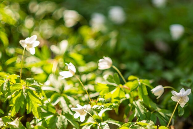 Bellissimi fiori bianchi di anemoni in primavera in un primo piano della foresta alla luce del sole in natura paesaggio forestale primaverile con primule fiorite