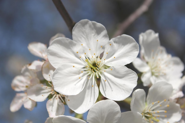 Beautiful white flowers of blossoming cherrytree in the spring