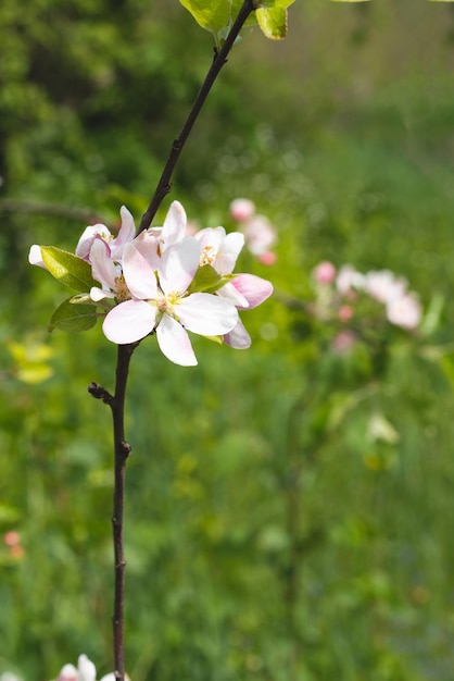 Beautiful white flowers on a branch of an apple tree against the background of a blurred garden Apple tree blossom Spring background