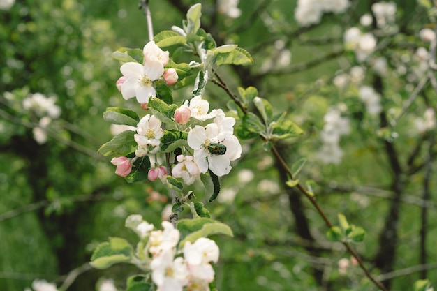 Beautiful white flowers on a branch of an apple tree against the background of a blurred garden Apple tree blossom Spring background