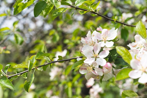 Beautiful white flowers on a branch of an apple tree against the background of a blurred garden